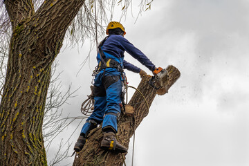 Why Tree Removal is Best Left to the Professionals